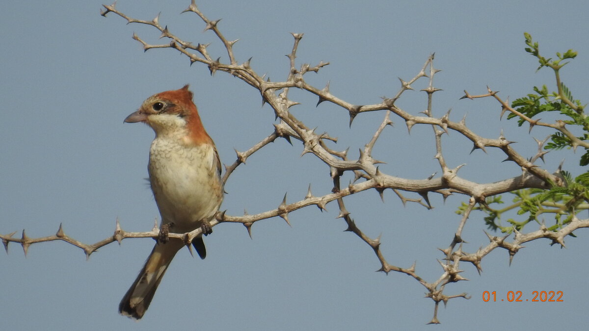 Woodchat Shrike